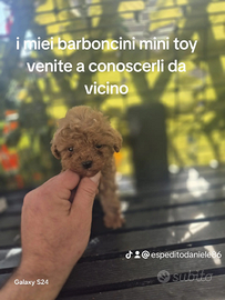 Barboncino mini toy p.r.e.n.o.t.a anche a r.a.t.e