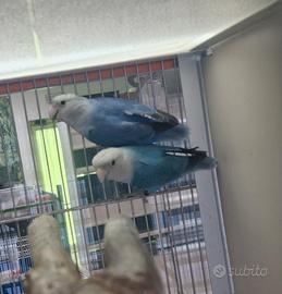 Inseparabili
