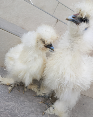 Galline moroseta