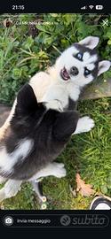 Cuccioli di husky