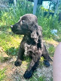 Cuccioli cocker con pedigree enci