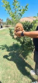 Cuccioli di cavapoo