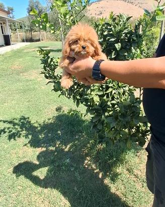 Cuccioli di cavapoo