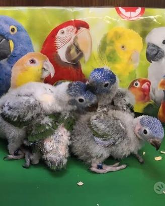 Pappagalli Lorichetto Arcobaleno DA IMBECCO