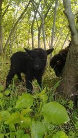 Pecora nana ouessant