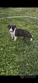 Cuccioli American Staffordshire Terrier