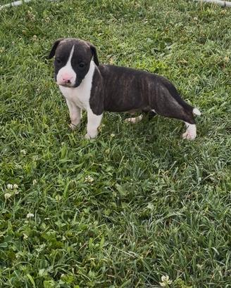 Cuccioli American Staffordshire Terrier