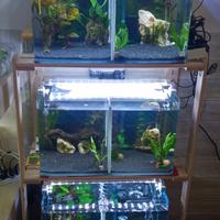 Neocaridine Davidi Green Jade