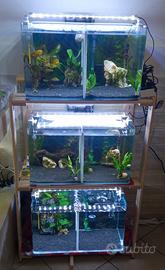 Neocaridine Davidi Green Jade