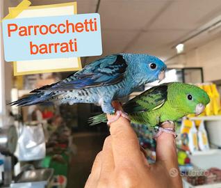 Pappagallini addomesticati Parrocchetti barrati