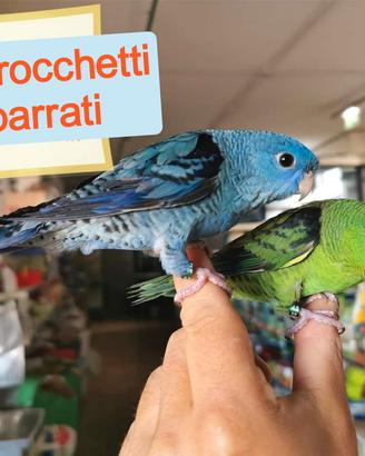 Pappagallini addomesticati Parrocchetti barrati