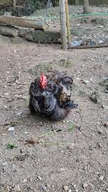 Gallo Cocincina nana riccia