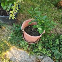 piantine di pompelmo giallo