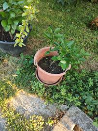 piantine di pompelmo giallo