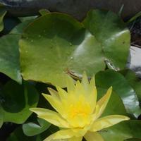 Ninfea pianta