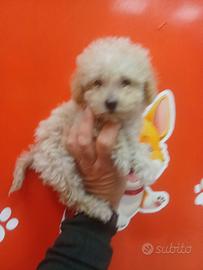 Barboncino Toy maschio