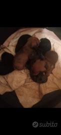 Cuccioli Bassotto Puri