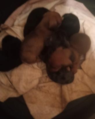 Cuccioli Bassotto Puri