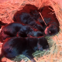 Cuccioli da tartufo Grifo Nero Valnerino