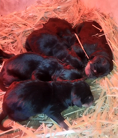 Cuccioli da tartufo Grifo Nero Valnerino