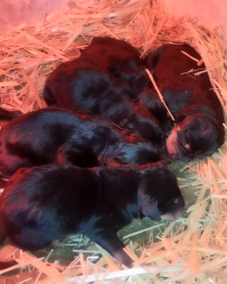 Cuccioli da tartufo Grifo Nero Valnerino