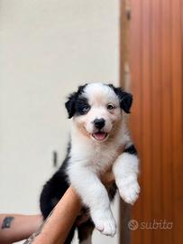 Cuccioli di pastore australiano