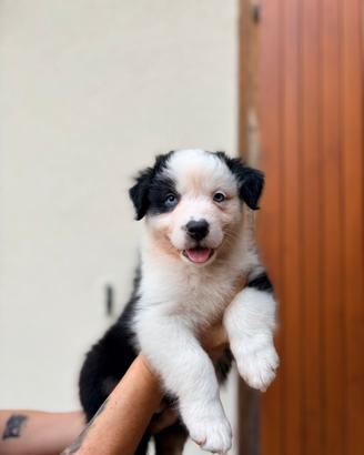 Cuccioli di pastore australiano