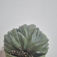 cactus pianta grassa 