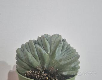 cactus pianta grassa 