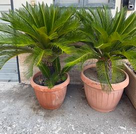 Cycas