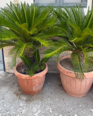 Cycas