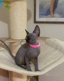 Cuccioli SPHYNX