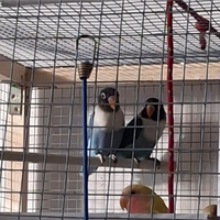 Inseparabili personata