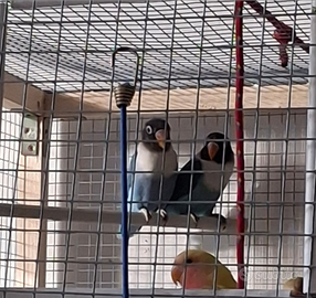 Inseparabili personata