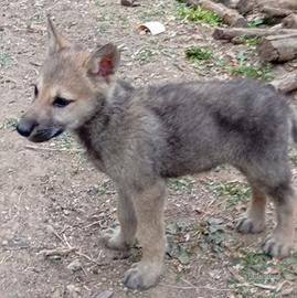 Cuccioli di Cane Lupo cecoslovacco CLC