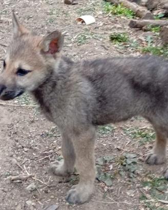 Cuccioli di Cane Lupo cecoslovacco CLC