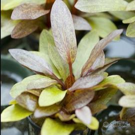 Echinodurus Purporea
