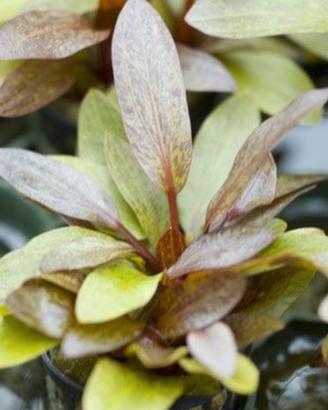 Echinodurus Purporea