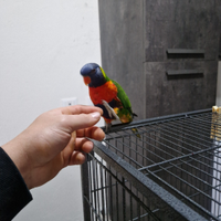 Lorichetto arcobaleno