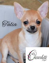 Chihuahua cucciola femmina con pedigree enci