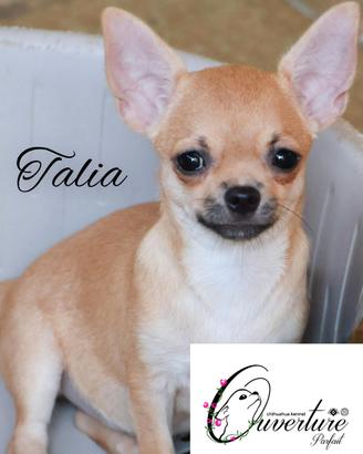 Chihuahua cucciola femmina con pedigree enci