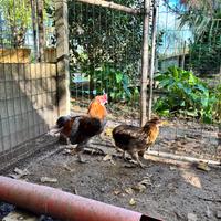 Coppia polli aracauna