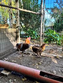 Coppia polli aracauna