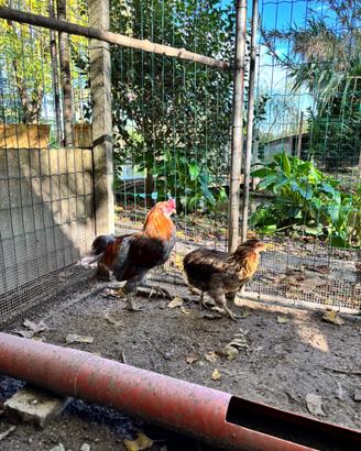 Coppia polli aracauna