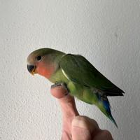 Inseparabile allevato a mano