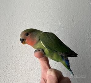 Inseparabile allevato a mano