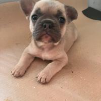 Cuccioli bulldog francese