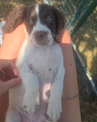 Cuccioli springer spaniel