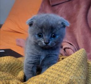 Scottish fold e straight