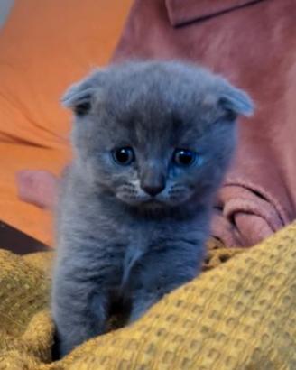 Scottish fold e straight
